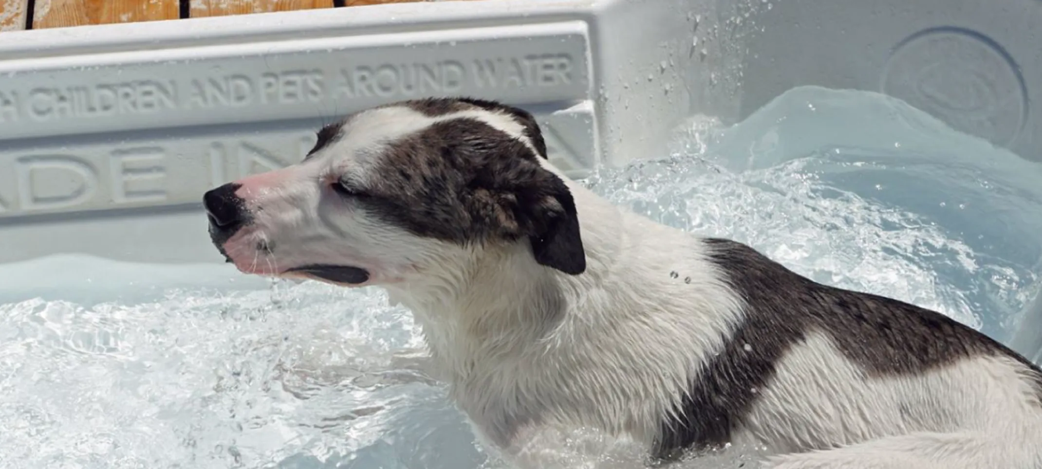 Dog in dog pool at Folsom Dog Resort